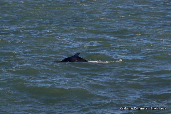 Humpback dolphin, South Africa